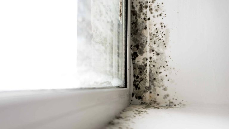 how to stop mould on windows