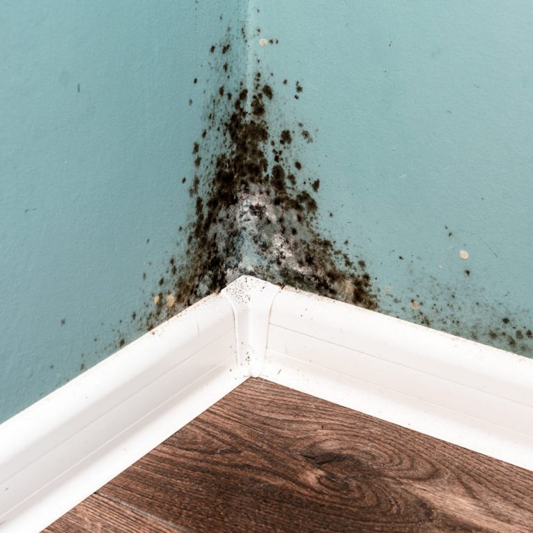 schimmel en gezondheid in huis